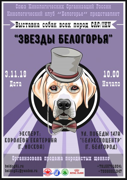 Выставка собак иваново. Выставка собак афиша. Плакат выставка собак. Выставка собак реклама. Афиши с собаками.