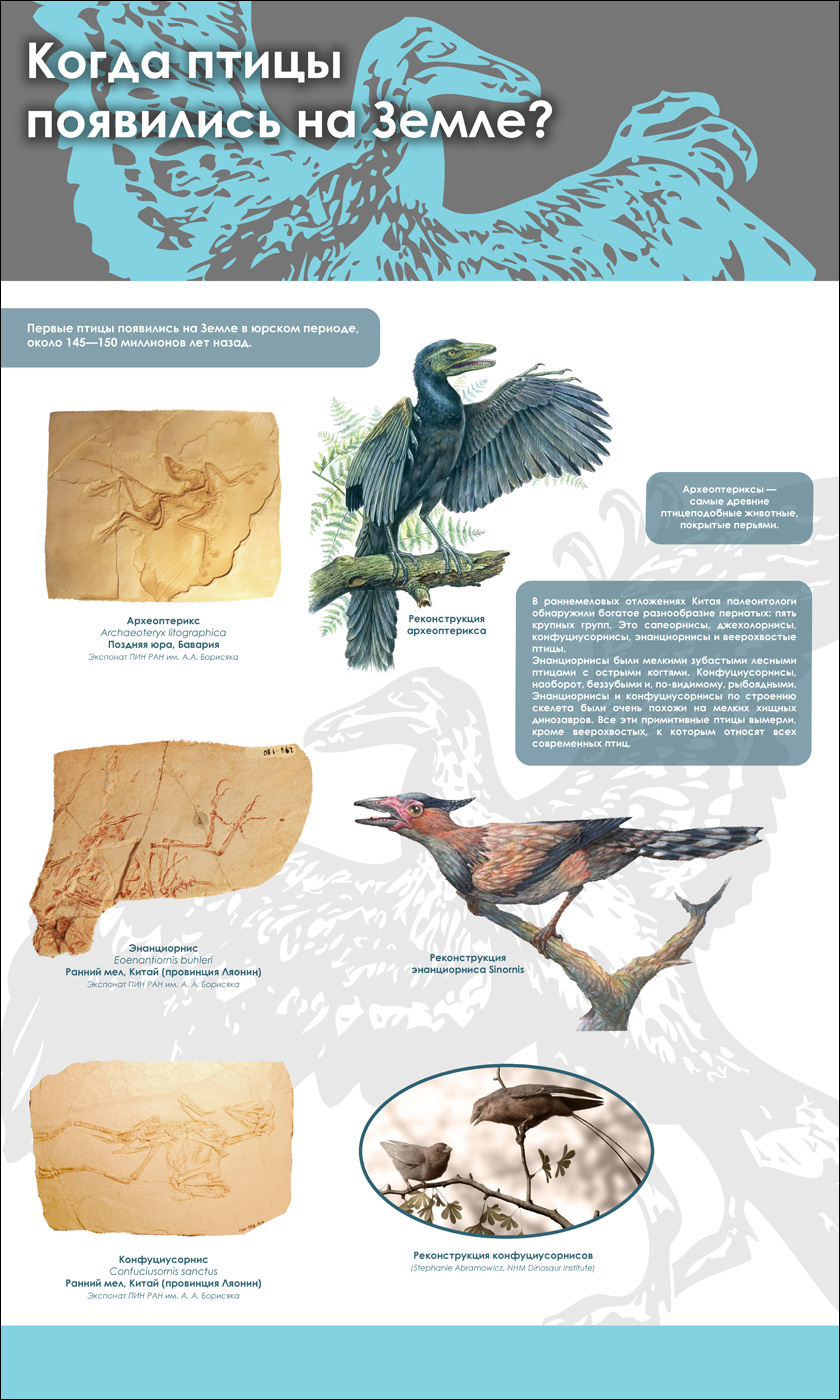 Откуда появились птицы. Первые птицы появились. Когда появились первые птицы на земле. Первые птицы появились в эру. Когда на земле появились птицы период.