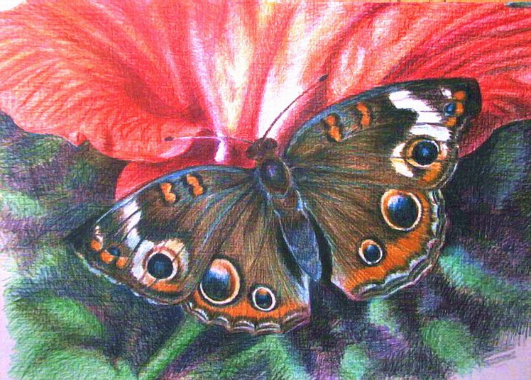 Кратко разноцветная бабочка. Живопись цветными карандашами. Бабочка цветными карандашами. Рисование бабочек цветными карандашами. Рисование бабочки.