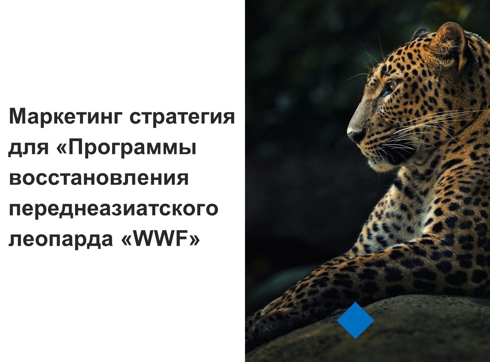 Маркетинг стратегия для «WWF» для Фонда Дикой Природы 