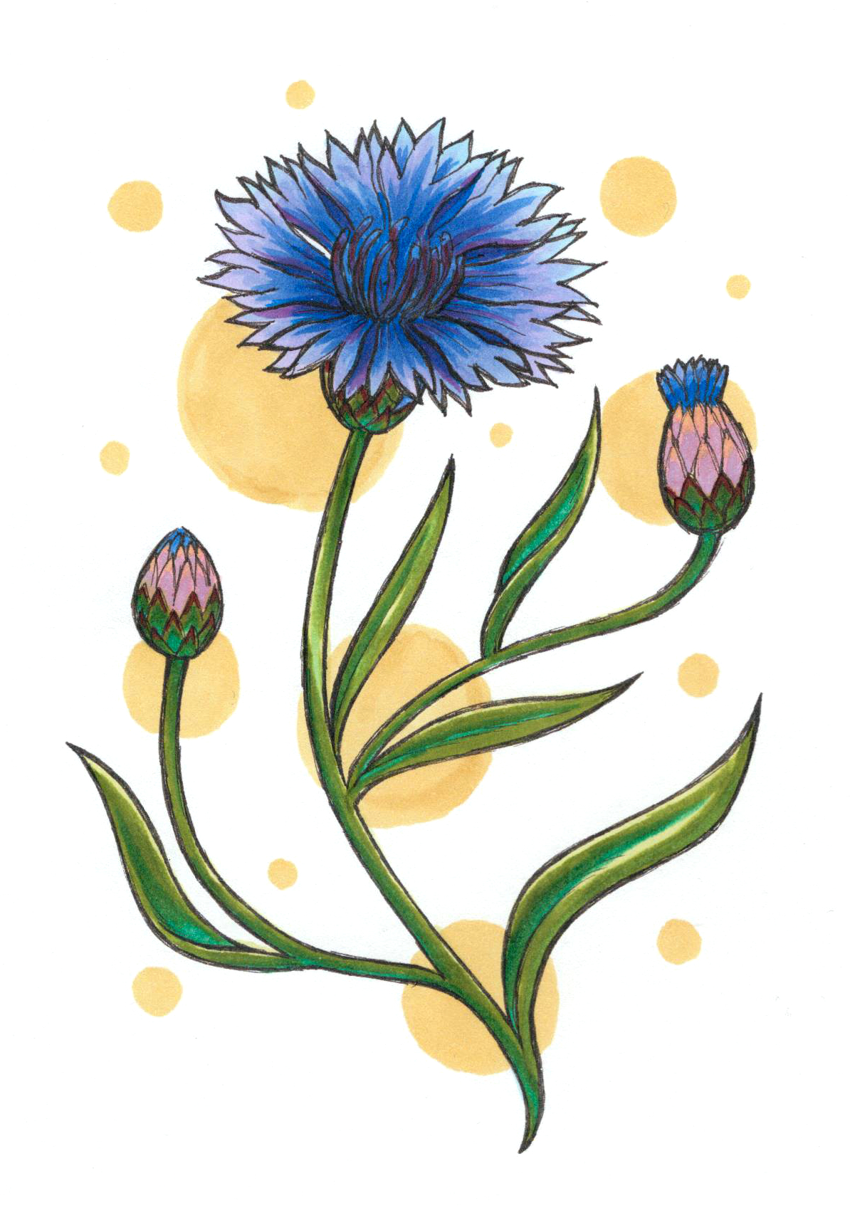 Картинка цветок василек для детей на прозрачном фоне