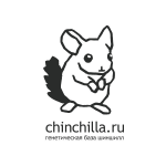 Chinchilla