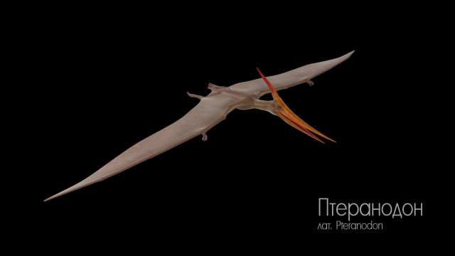   (Pteranodon)
