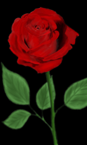 Drawing rose