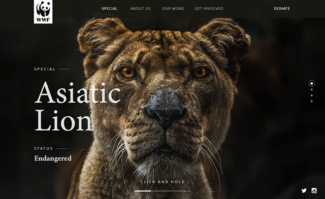 Landing Page "Asiatic Lion"