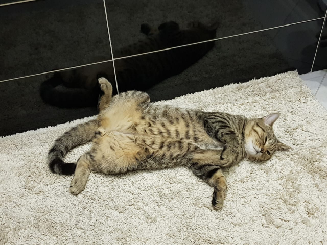 Мой кот Марти