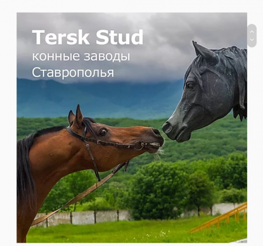Tersk Stud -   