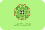 Lettuce