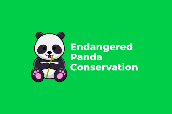 Endangered Panda Conservation -  