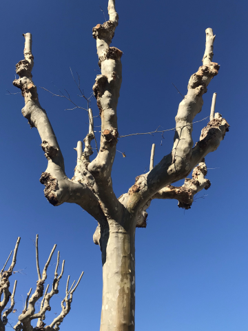 Ствол дерева зимой на фоне голубого неба